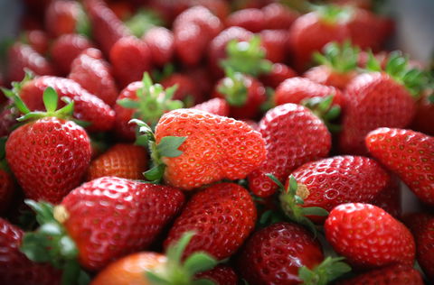 Ricardoes Tomatoes And Strawberries Farm, Port Macquarie - Surfers Paradise Gold Coast 1