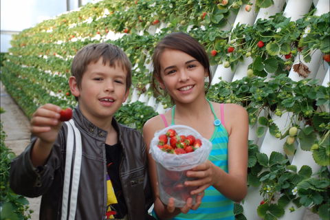 Ricardoes Tomatoes And Strawberries Farm, Port Macquarie - Surfers Paradise Gold Coast 2