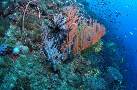 SS Yongala Dive Site - Surfers Paradise Gold Coast 1