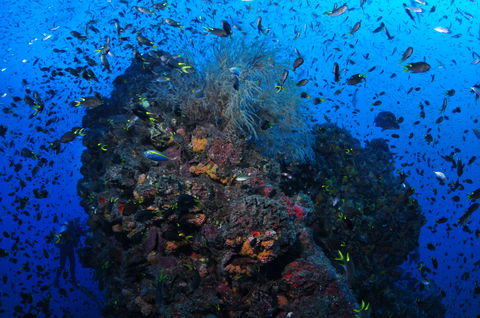 SS Yongala Dive Site - Surfers Paradise Gold Coast 2