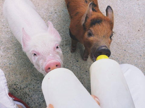 Swan Valley Cuddly Animal Farm - Surfers Paradise Gold Coast 0