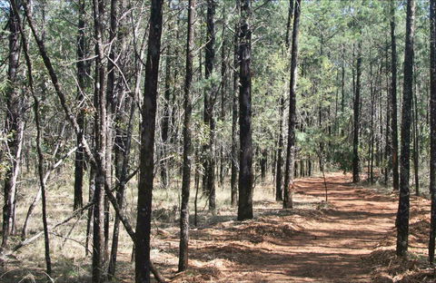 Yana-y Warruwi Walking Track - Surfers Paradise Gold Coast 0