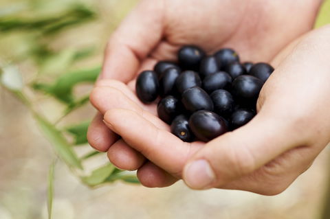 Eat, Pick, Grow Trail - Wanneroo And Chittering - Surfers Paradise Gold Coast 0