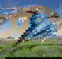 Greenough Leaning Trees - Surfers Paradise Gold Coast