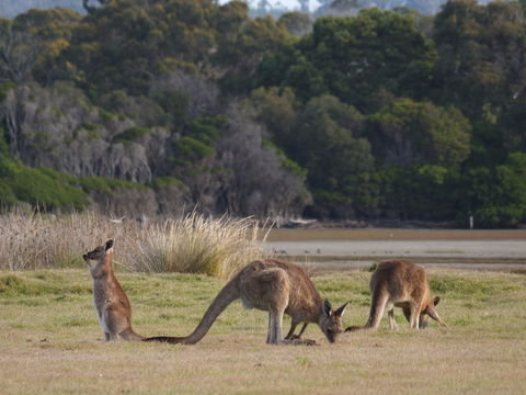 Great Nature Trail - Surfers Paradise Gold Coast 0