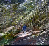 Lyrebird Circuit Walk - Surfers Paradise Gold Coast