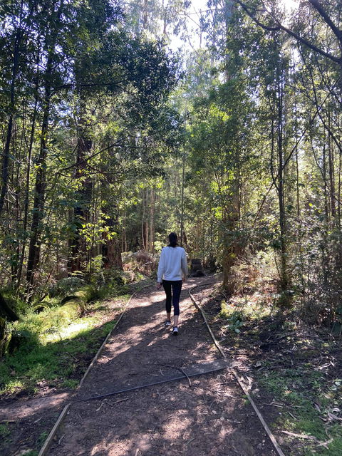 Lyrebird Circuit Walk - Surfers Paradise Gold Coast 0