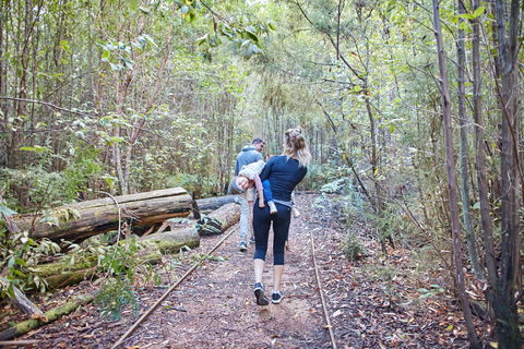 Lyrebird Circuit Walk - Surfers Paradise Gold Coast 1