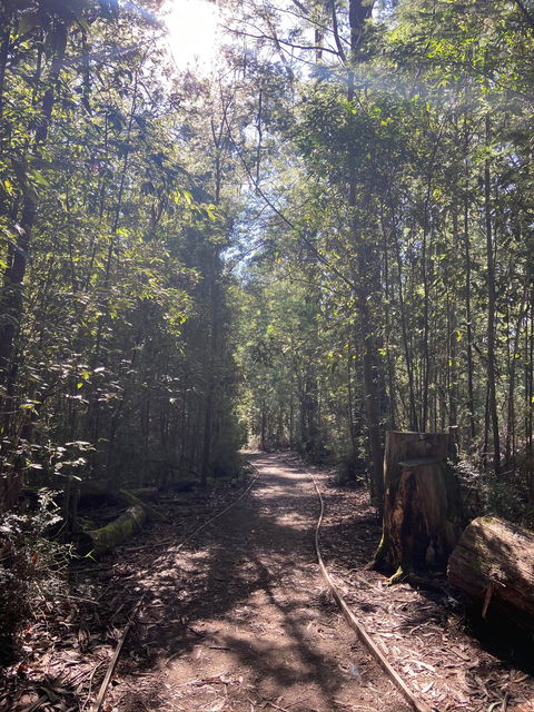 Lyrebird Circuit Walk - Surfers Paradise Gold Coast 2