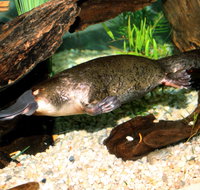 Platypus House - Surfers Paradise Gold Coast