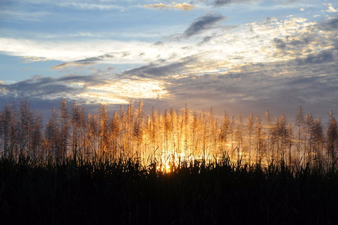 Proserpine - Surfers Paradise Gold Coast 1