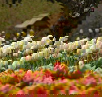 Tulip Top Gardens - Surfers Paradise Gold Coast