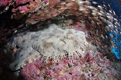 Anchor Bommie Dive Site - Surfers Paradise Gold Coast 1