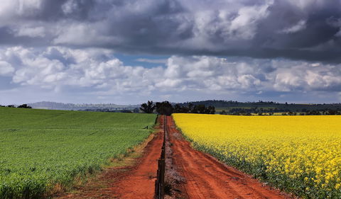 Canola Trail - Surfers Paradise Gold Coast 1