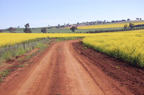 Canola Trail - Surfers Paradise Gold Coast 2