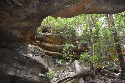 Cave Creek Walking Track - Surfers Paradise Gold Coast 0