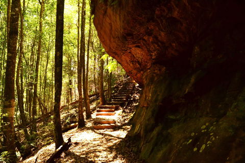 Cave Creek Walking Track - Surfers Paradise Gold Coast 1