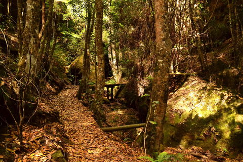 Cave Creek Walking Track - Surfers Paradise Gold Coast 2