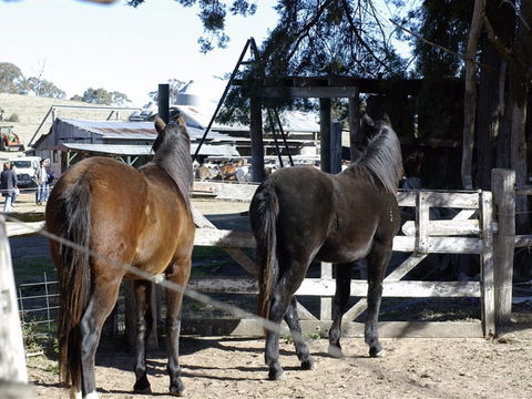 Harlow Park Horse Riding - Surfers Paradise Gold Coast 1
