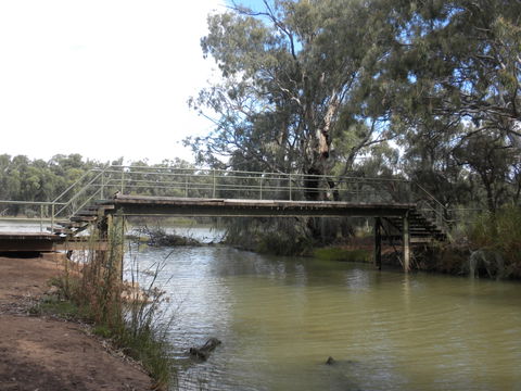 Junction Island Nature Reserve, Canoe Tree And Walking Track - Surfers Paradise Gold Coast 0