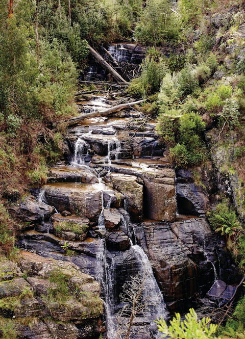 Kinglake National Park - Surfers Paradise Gold Coast 1