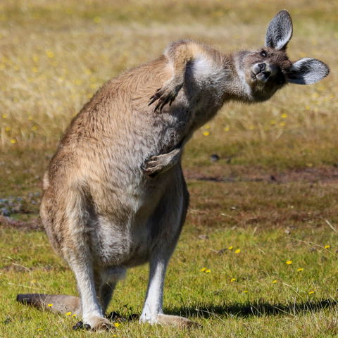Narawntapu National Park - Surfers Paradise Gold Coast 0
