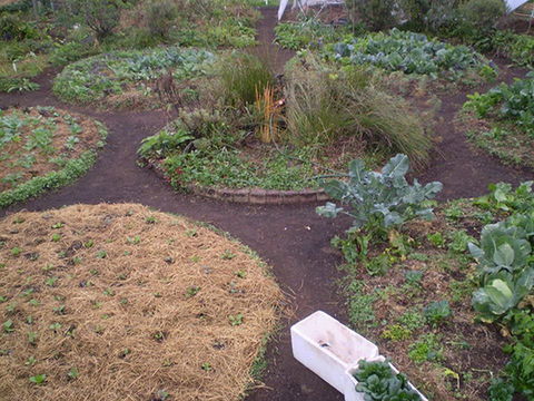 Purple Pear Farm - Surfers Paradise Gold Coast 1