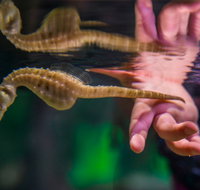 Seahorse World - Surfers Paradise Gold Coast