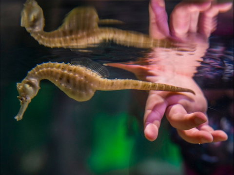 Seahorse World - Surfers Paradise Gold Coast 0