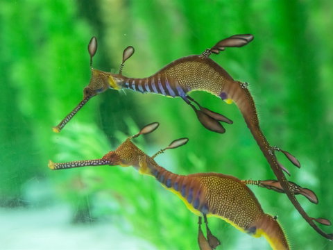 Seahorse World - Surfers Paradise Gold Coast 1