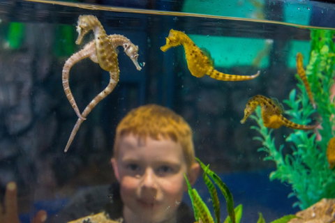 Seahorse World - Surfers Paradise Gold Coast 2