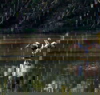 Seaham Swamp Nature Reserve - Surfers Paradise Gold Coast