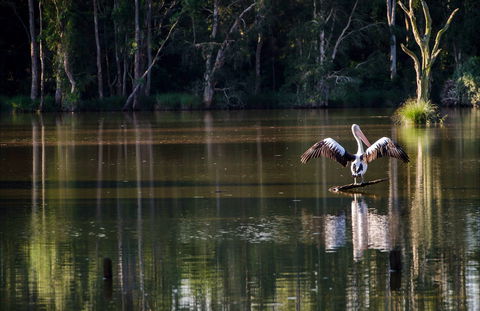 Seaham Swamp Nature Reserve - Surfers Paradise Gold Coast 0