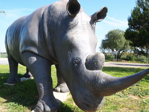 Tailem Bend Rhino Park And Dickson Reserve - Surfers Paradise Gold Coast 0