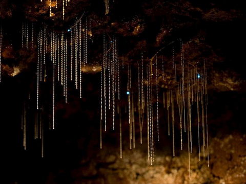 Tamborine Mountain Glow Worm Tours - Surfers Paradise Gold Coast 0