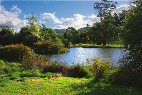 Tasmanian Arboretum Inc. - The - Surfers Paradise Gold Coast 0