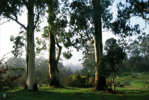 Tasmanian Arboretum Inc. - The - Surfers Paradise Gold Coast 1
