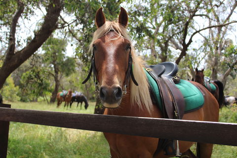 The Ranch - Surfers Paradise Gold Coast 2