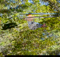 TreeTop Crazy Rider - Surfers Paradise Gold Coast