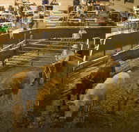 Wagga Wagga Livestock Marketing Centre - Surfers Paradise Gold Coast