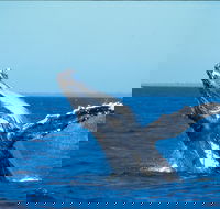 Whale Watching on Keswick Island - Surfers Paradise Gold Coast