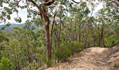 Yango Walking Track - Surfers Paradise Gold Coast 0