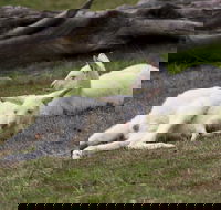 Yarra Valley Nocturnal Zoo - Surfers Paradise Gold Coast