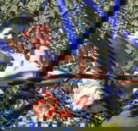 City Park - Surfers Paradise Gold Coast