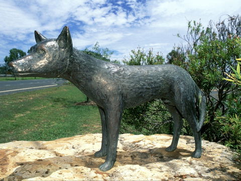 Dingo Statue - Surfers Paradise Gold Coast 0