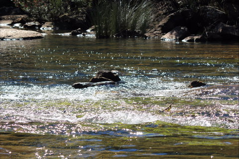 Frere's Crossing Bushwalk - Surfers Paradise Gold Coast 1
