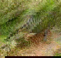 Grass Tree Circuit - Surfers Paradise Gold Coast