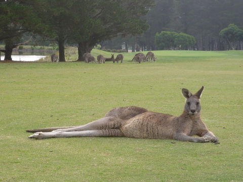 Kangaroo Tours At Gisborne Golf Club Inc - Surfers Paradise Gold Coast 1