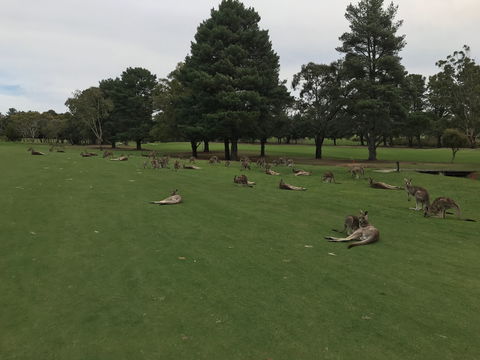 Kangaroo Tours At Gisborne Golf Club Inc - Surfers Paradise Gold Coast 2