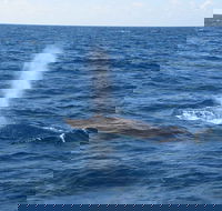 Minyama - Surfers Paradise Gold Coast